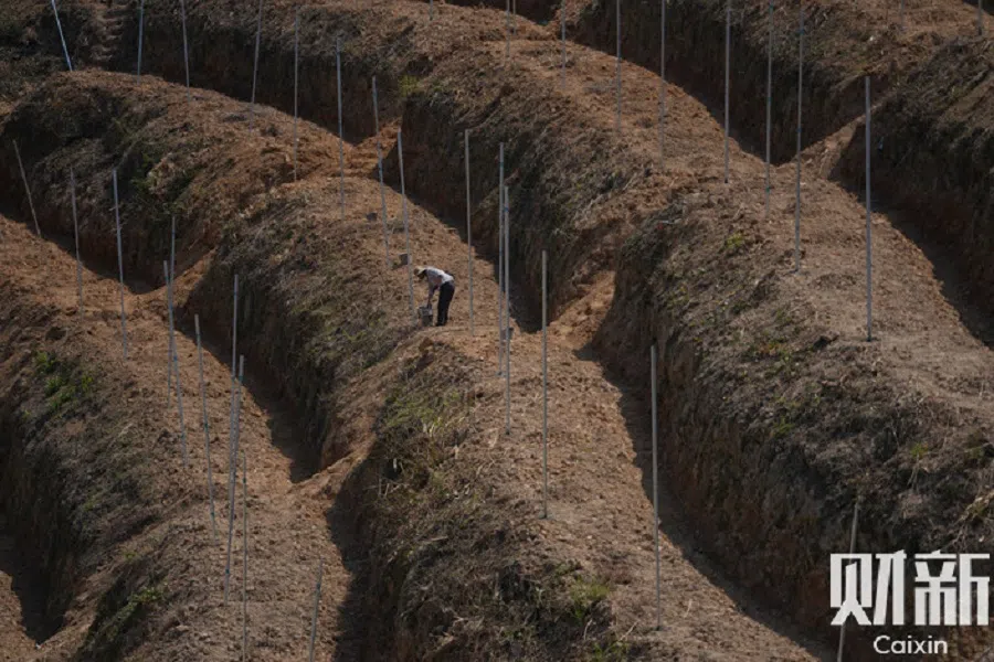 A villager of Shangjia village in Xunwu county, China, plants navel orange in March 2022. (Ding Gang/Caixin)