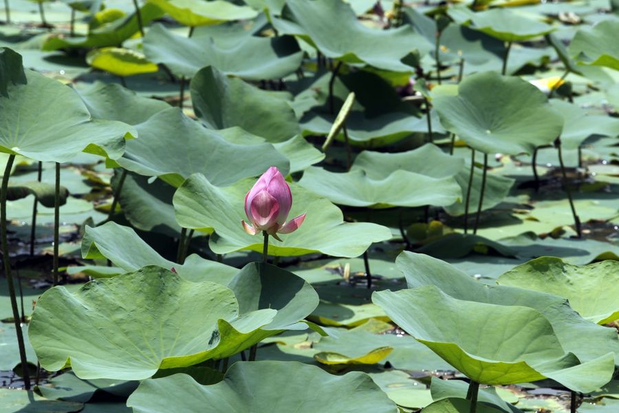 Lotuses grow from the mud but remain unstained. They are honourably cleansed by the waters but remain modest. (SPH)