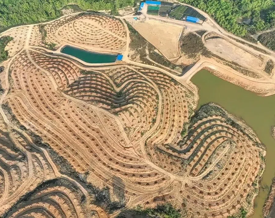 Lao Red Loong Durian’s durian plantation in Vientiane province, Laos. (Photo provided by interviewee)