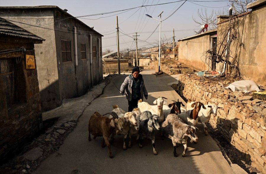 This photo taken on 7 January 2023 shows a man guiding goats in a rural area in Tai'an, China's eastern Shandong province. (Noel Celis/AFP)