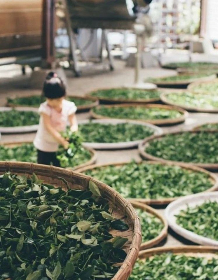 Songluo tea-making process: an emphasis is placed on picking the right leaves and controlling the fire when roasting and drying the leaves.