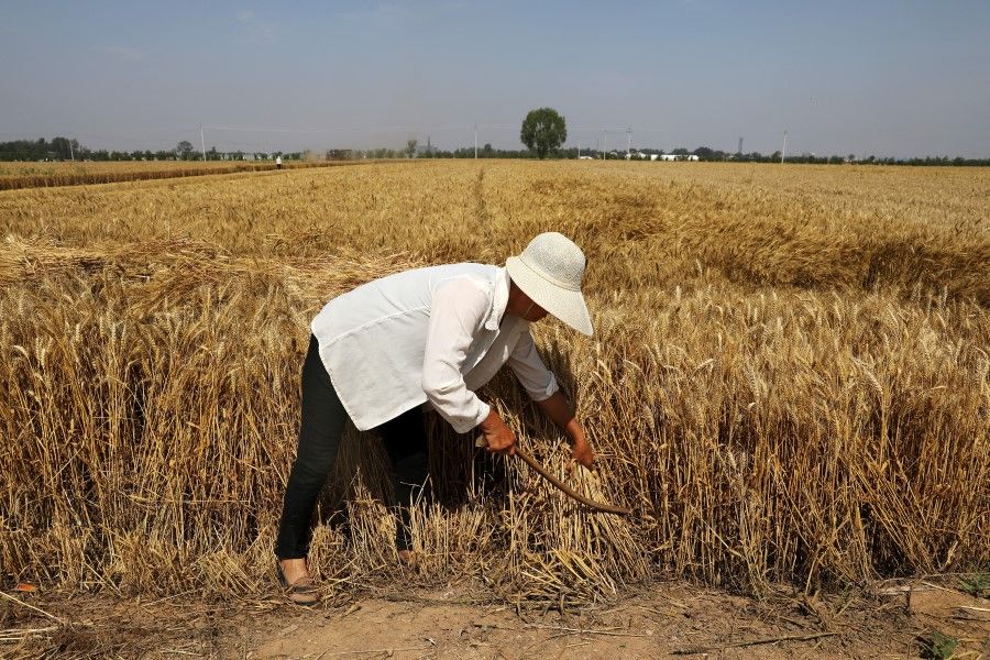 A farmer harvests wheat crop in Wei county of Handan, Hebei province, China, 11 June 2021. (Tingshu Wang/Reuters)