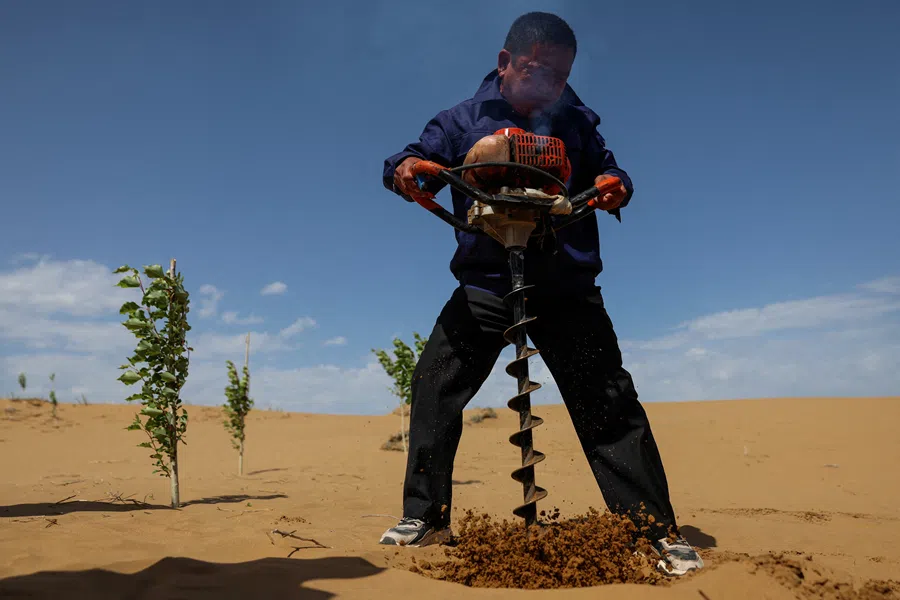 A man drills a hole in the ground with an auger next to newly planted young trees at an antidesertification site in Kubuqi desert during an organized media tour, in Ordos, Inner Mongolia Autonomous Region, China, on 12 June 2026.