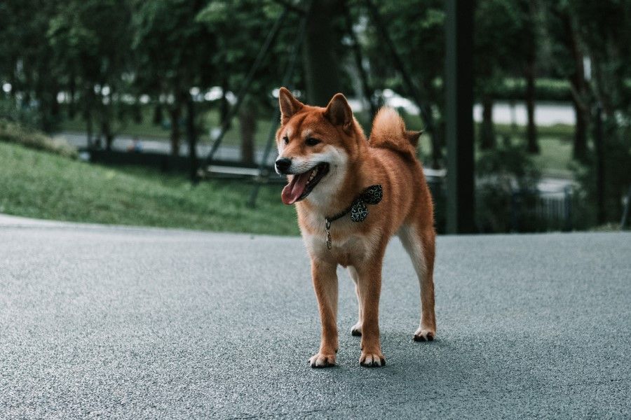 An Akita dog in Shenzhen, China. (Steve Tsang/Unsplash)