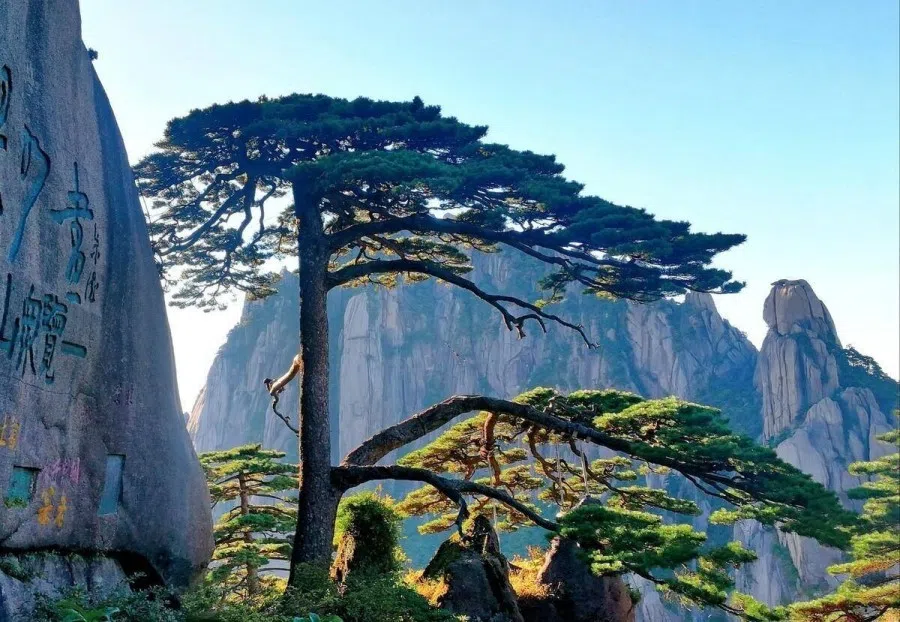 The iconic Welcoming Pine (迎客松) on Huangshan. (Internet)
