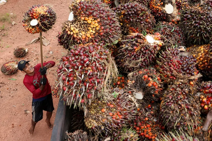 A worker loads fresh oil palm fruit bunches from Melati Hanjalipan cooperative palm oil plantation in Hanjalipan village, East Kotawaringin, Central Kalimantan province, Indonesia, 22 July 2025.