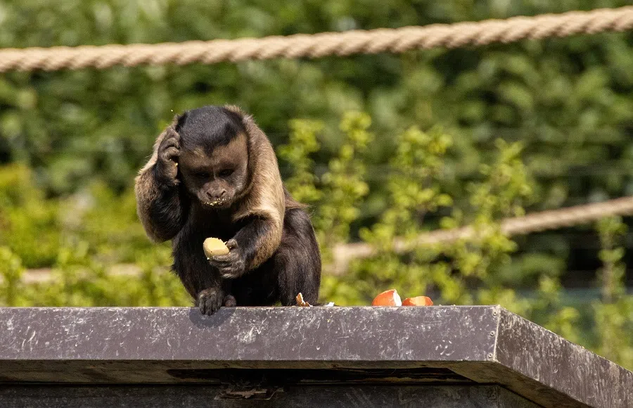 A brown capuchin monkey eats an Easter egg in Zagreb Zoo, Croatia, 10 April 2023. (Antonio Bronic/Reuters)