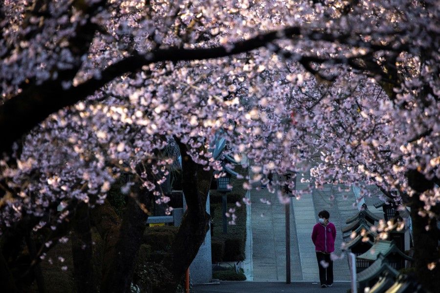 A man wearing a face mask stands near cherry blossoms in Saitama prefecture, Japan, 6 March 2020. (Athit Perawongmetha/REUTERS)