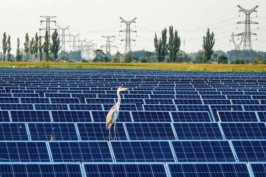 An egret rests atop solar panels at a photovoltaic power generation base in Yinchuan, Ningxia Hui Autonomous Region, China, on 9 July 2024. (STR/AFP)