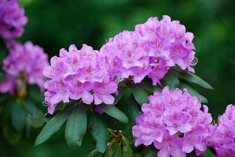 Purple rhododendrons. (iStock)