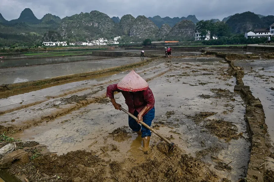 A farmer works in a rice field on the outskirts of Xingyi, Guizhou province, China, on 21 May 2025. (Pedro Pardo/AFP)