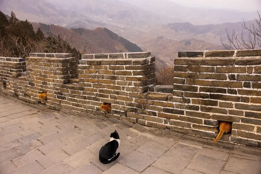 Cats sit along the Mutianyu section of the Great Wall of China, Beijing, China, 17 January 2026. (Carlos Osorio/Reuters)