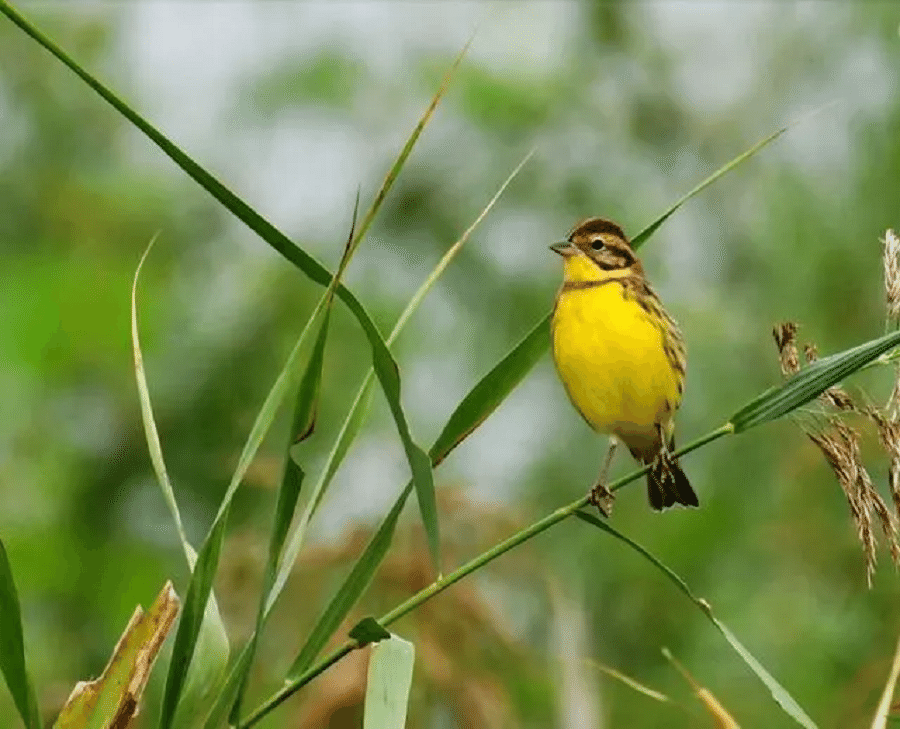 The yellow-breasted bunting. (Internet)