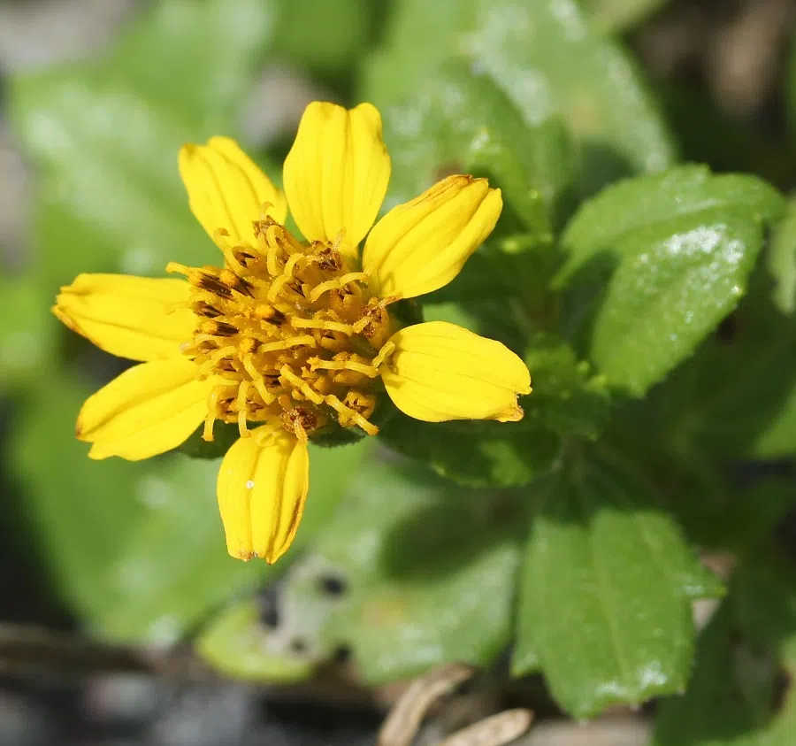 A Wedelia prostrata flower. (Photo: Alpsdake/Licensed under CC BY-SA 4.0)