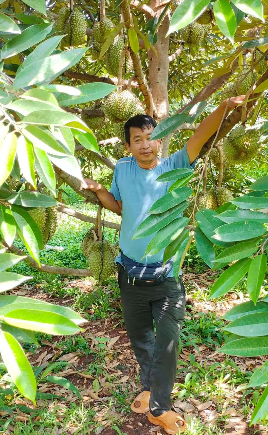 Wang Junbo at his durian plantation. (Photo provided by interviewee)