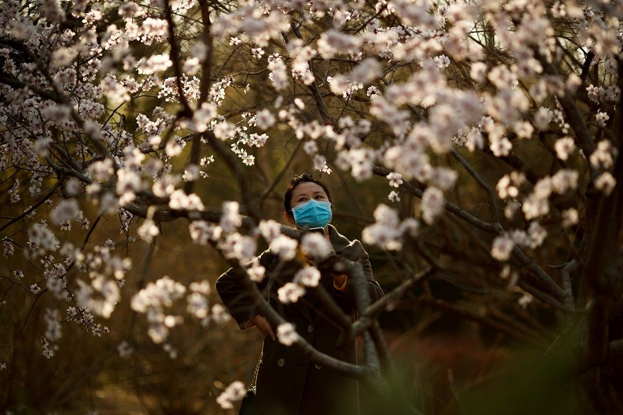 A woman wearing a protective mask looks at blossoms in a park in Beijing on 21 March 2020. (Thomas Peter/File Photo/Reuters)