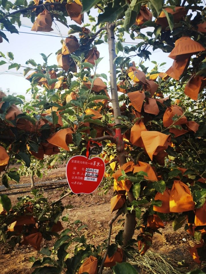 The apple tree adopted by the writer. (Photo: the eco-farm in Nangou village)