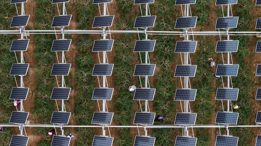 Workers prune gogi berry bushes under solar panels at the Baofeng Agriculture-Photovoltaic Integration Industrial Base near Yinchuan, Ningxia Autonomous Region, China, 16 September 2025. (Qilai Shen/Bloomberg)
