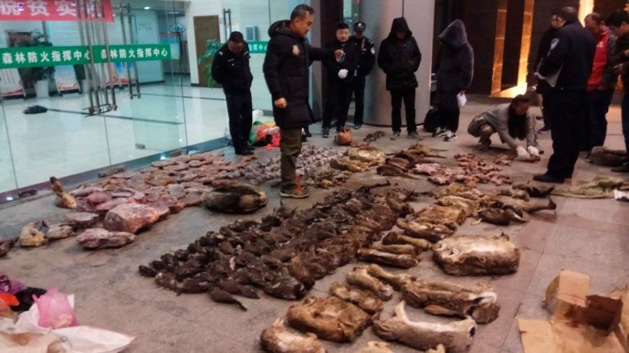 Police seize wildlife at a store in China. (Internet)