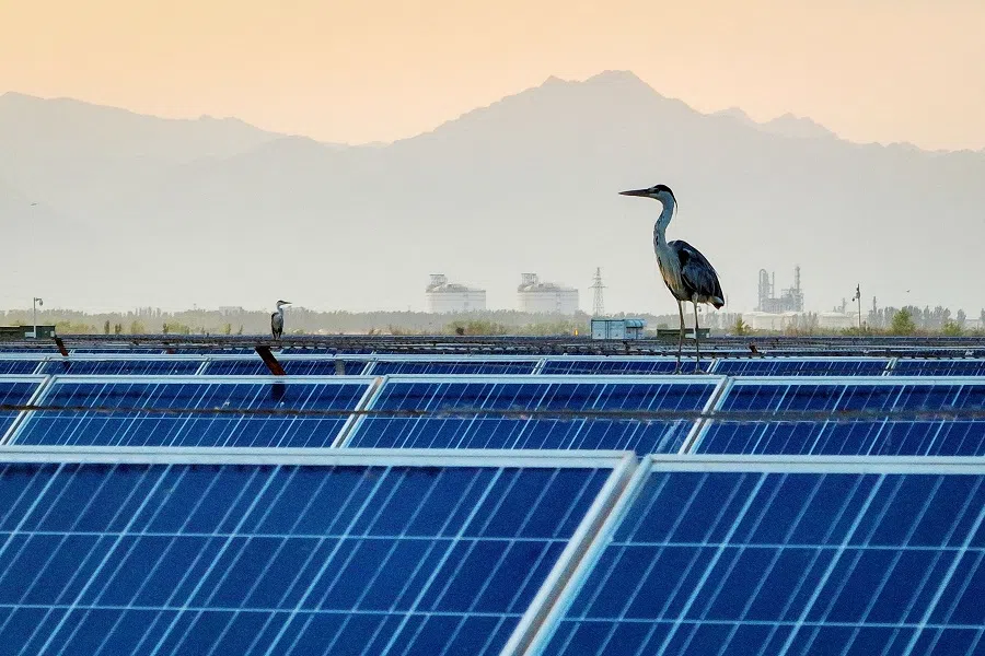 An egret rests atop solar panels at a photovoltaic power generation base in Yinchuan, in northwestern China’s Ningxia region on 9 July 2024. (Stringer/AFP)