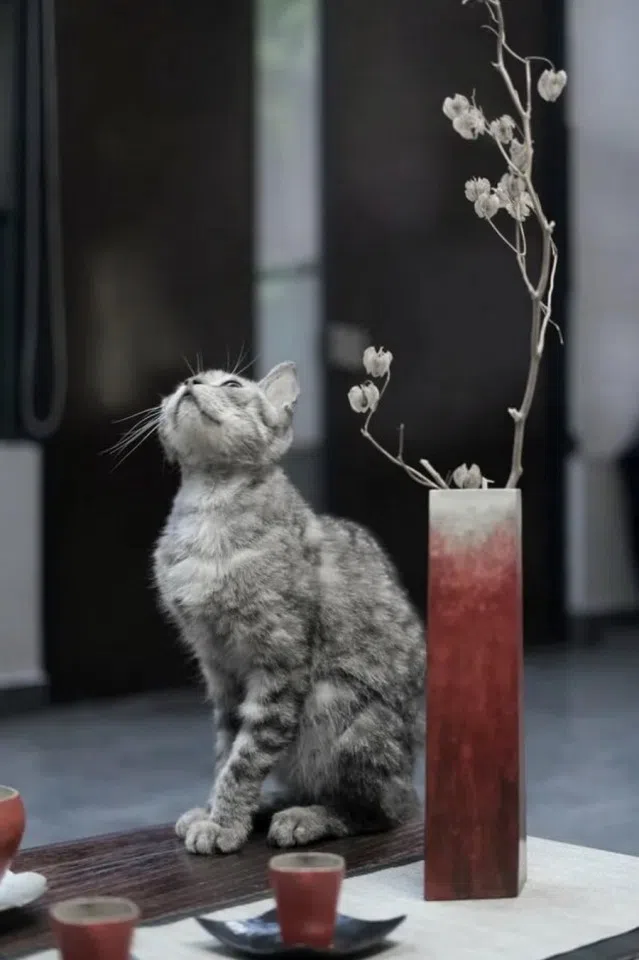 Songluo tea has an intense aroma and is slightly astringent.