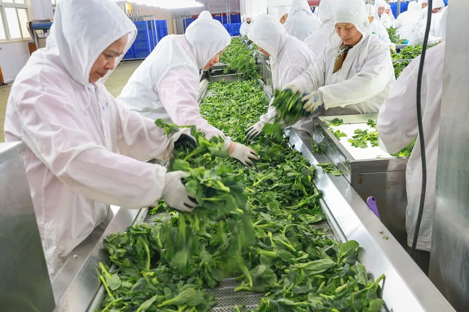The photo taken on 21 March 2024 shows employees selecting vegetables for exportation at a food factory in Nantong, in eastern China's Jiangsu province. (AFP)