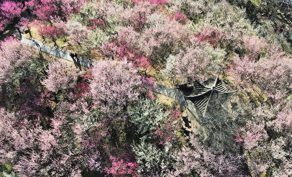 An aerial shot of people walking through the Zhuyuwan Scenic Area and admiring the blooming flowers in Yangzhou, Jiangsu province, China, 21 February 2021. (Xinhua)