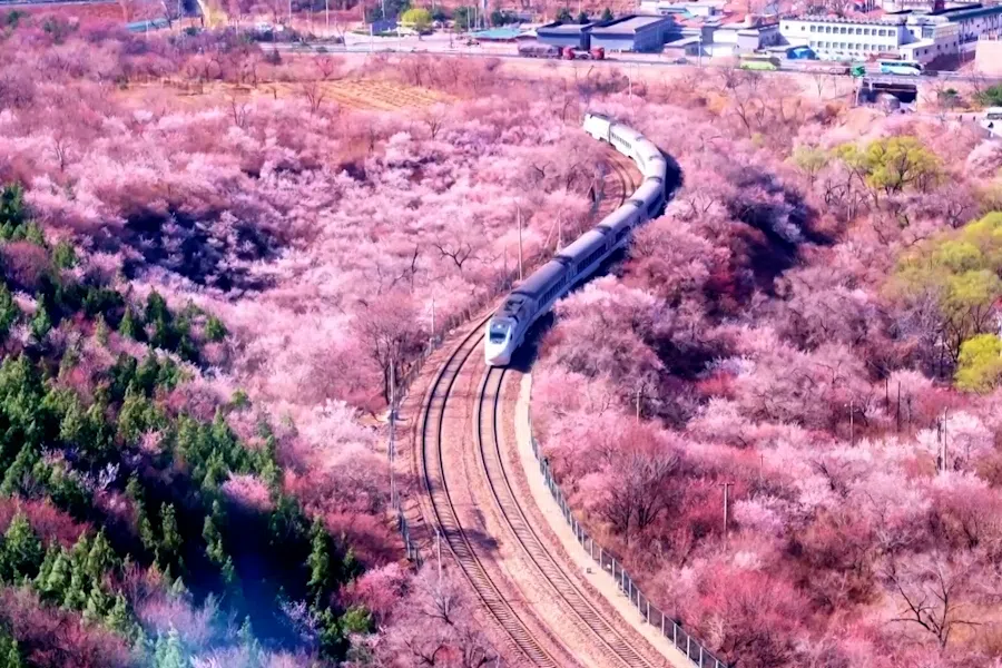 A commuter train from Beijing traverses through peach blossoms.