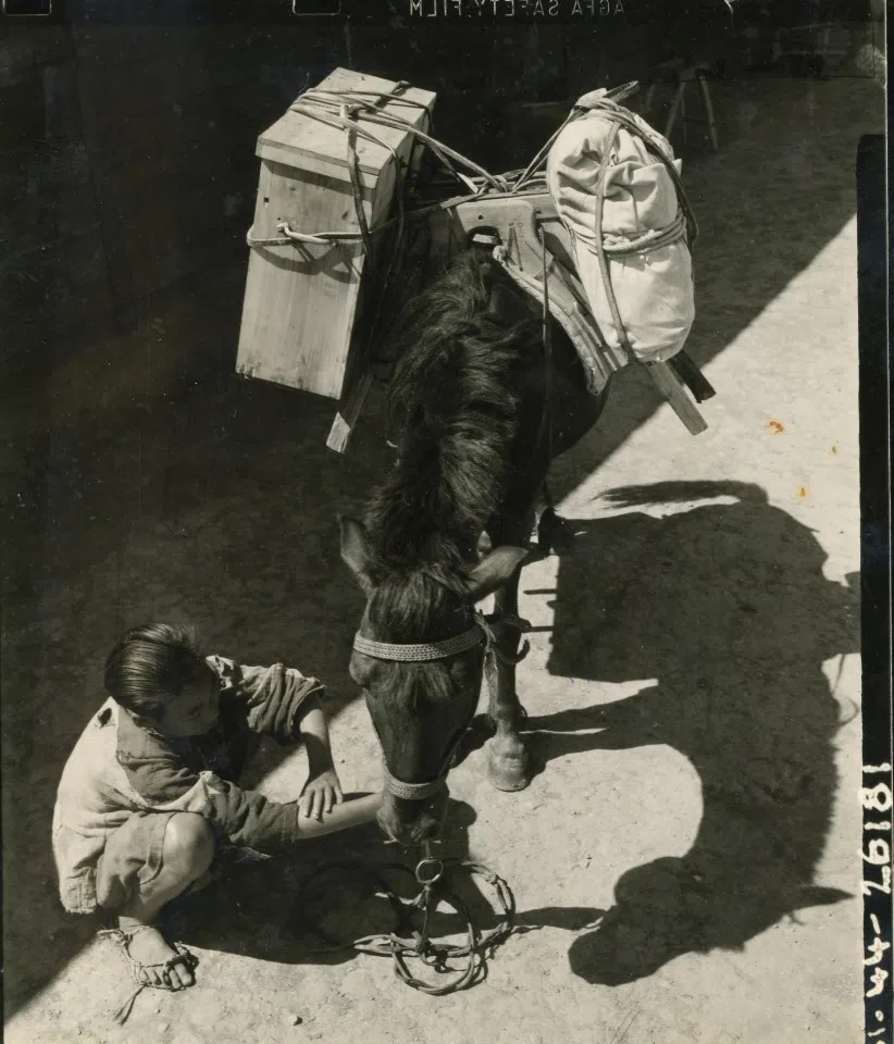 A veterinary assistant taking care of a horse.