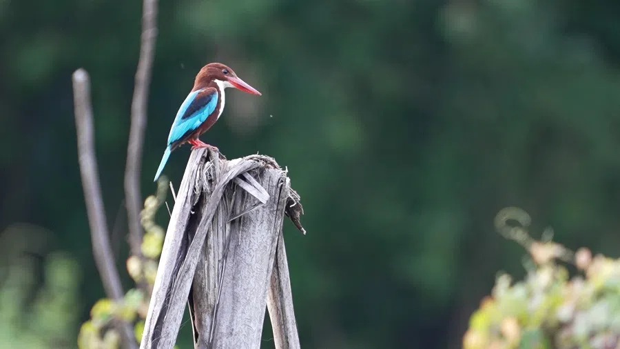 Liu highlights Singapore’s potential as a birdwatching paradise in the region. (Screen grab from video)