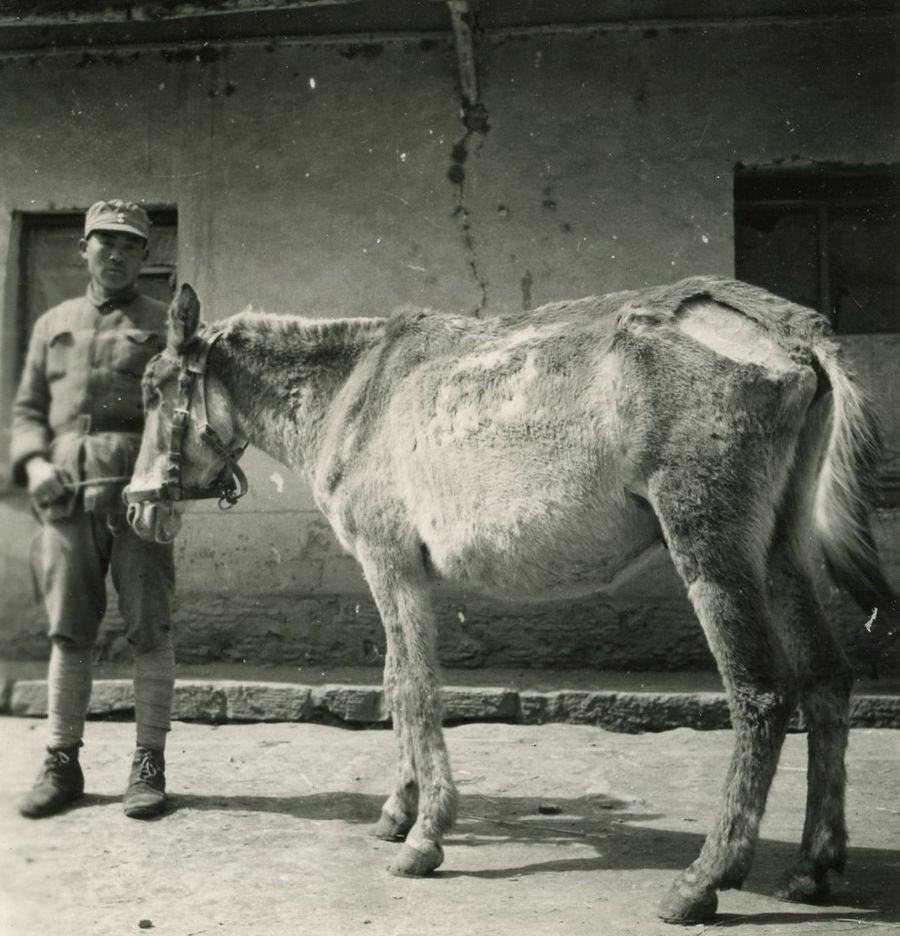 A Chinese soldier with a sick, malnourished horse.