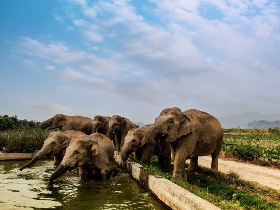 Elephants at a farm near Simao district in Pu'er, Yunnan province, China. (Zheng Xuan/State-Owned Asian Elephant Research Center)