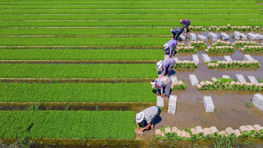 This aerial photo taken on 22 June 2021 shows farmers planting rice in a paddy in Hai'an, Jiangsu province, China. (STR/AFP)