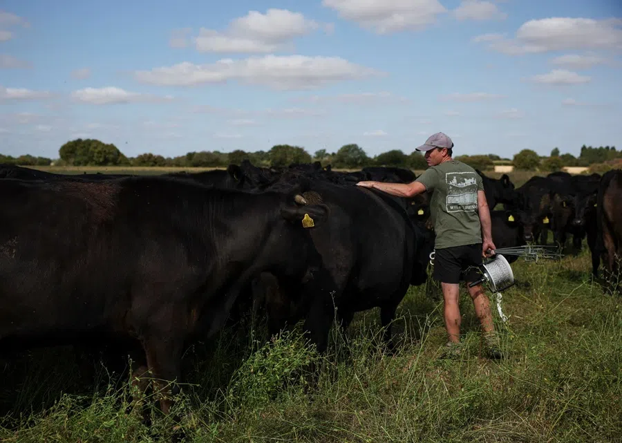 A cattle farmer herds his cows in Great Waltham, Chelmsford, Britain, on 11 August 2026.