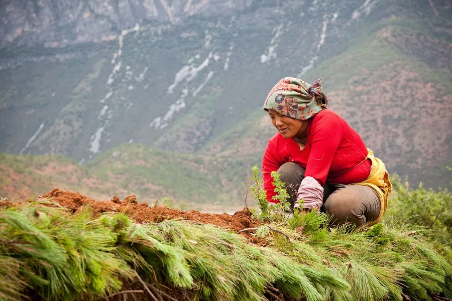 A Mosuo woman repairs a wall in the village of Baju in Yunnan, China. (Choo WaiHong/SPH Media)