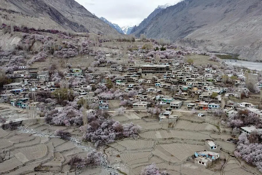 Apricot blossom trees bloom near residential buildings, against the backdrop of snow-capped mountains at Ghanche district in Gilgit-Baltistan region in Pakistan on 30 March 2026.