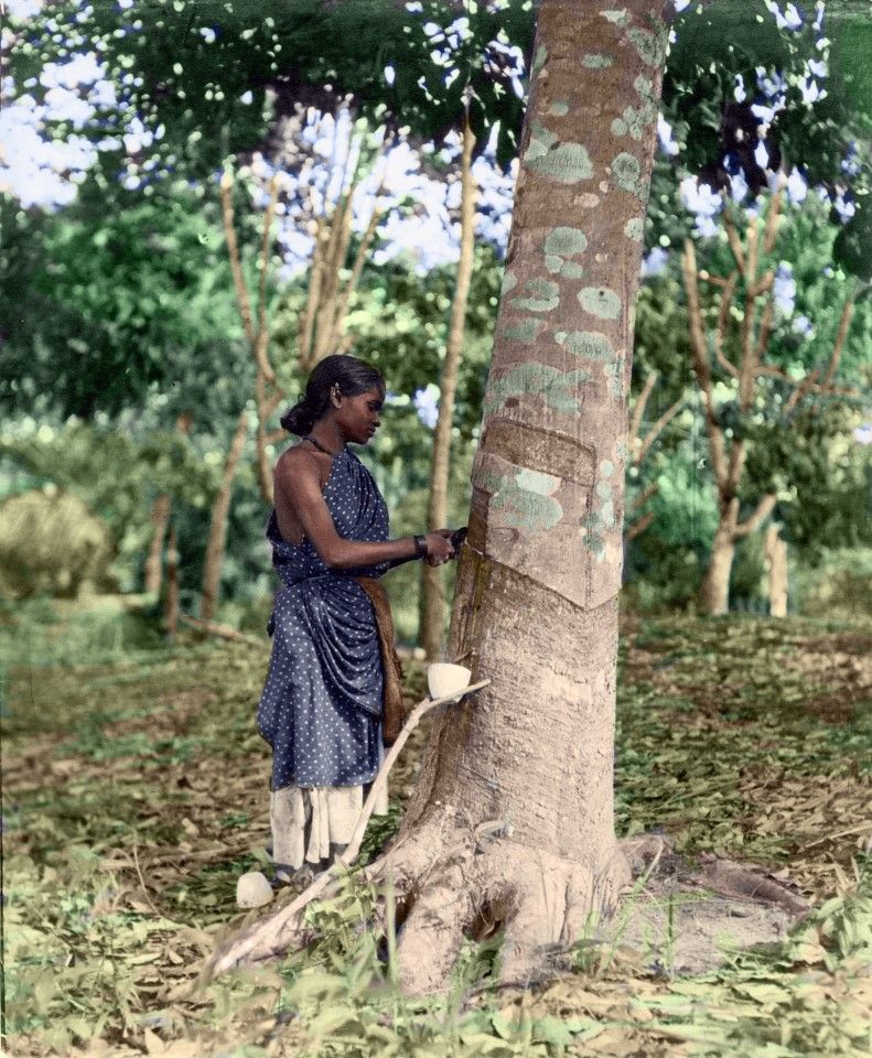 An ethnic Indian woman tapping rubber in Malaysia, 1920s. The British imported rubber trees from Brazil to plant, driving the growth of Malaysia's rubber industry.