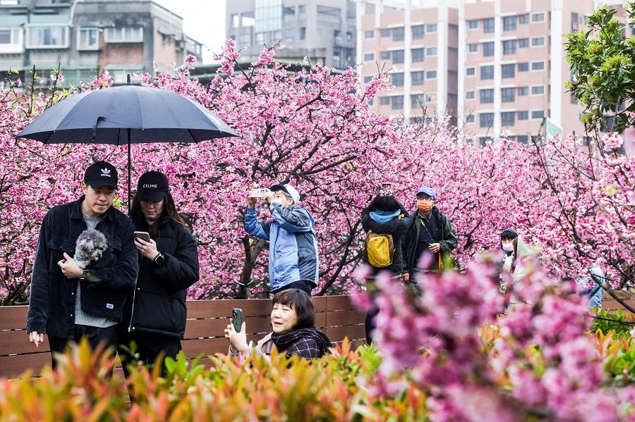 Visitors take pictures beneath cherry blossoms during Lohas Cherry Blossom Festival at Lohas Park in Neihu district in Taipei on 8 February 2024. (I-Hwa Cheng/AFP)