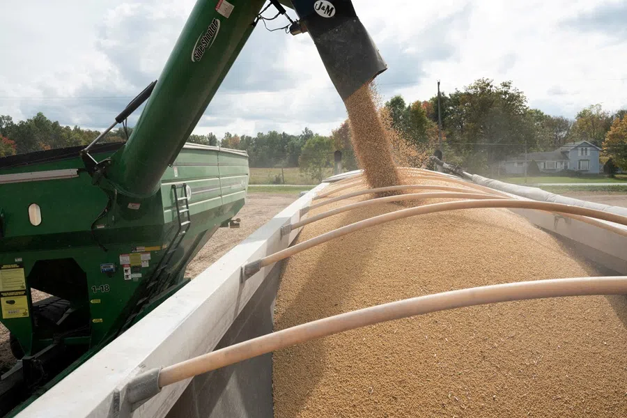 Soybeans are loaded into a truck from a transfer hopper during harvest season in Deerfield, Ohio, US, 7 October 2021. (Dane Rhys/Reuters)