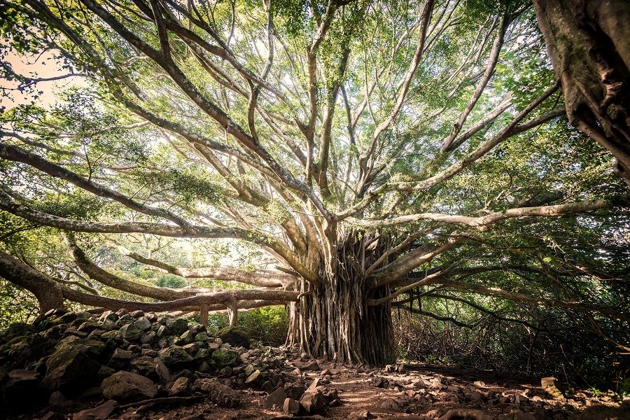 A massive banyan tree. Trees are worshipped like gods in rural areas and are not cut down easily. (iStock)
