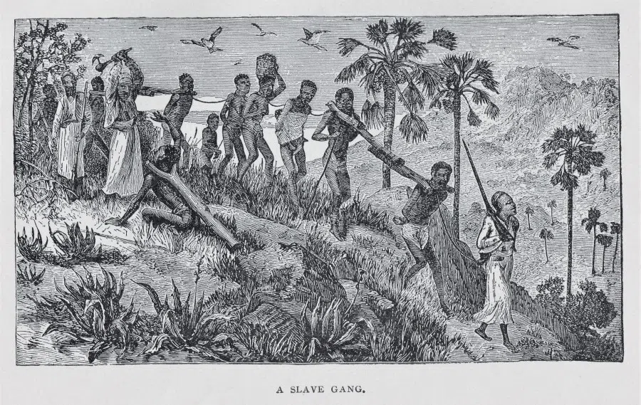 Captured slaves chained together and forced to march through the African jungle in the 1800s. Illustration published 1891. (iStock)