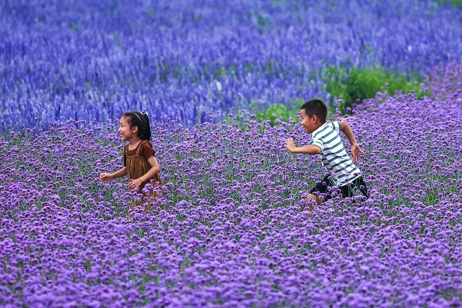Children run at a lavender field in Tongliao, in northern China’s Inner Mongolia region on 22 July 2024.  (AFP)