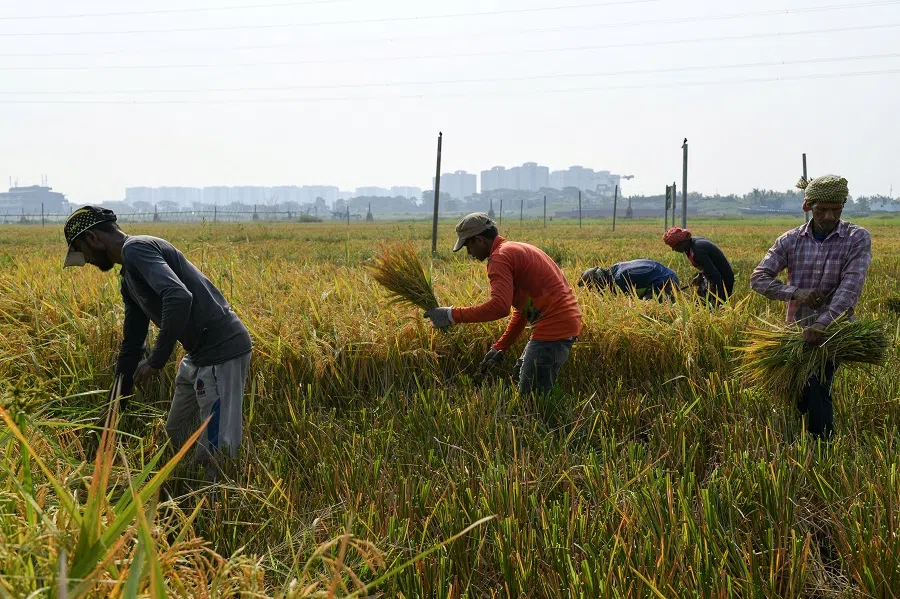 Workers harvest paddy from the field in Birulia, in the outskirts of Dhaka, Bangladesh, on 8 May 2023. (Fatima Tuj Johora/Reuters)
