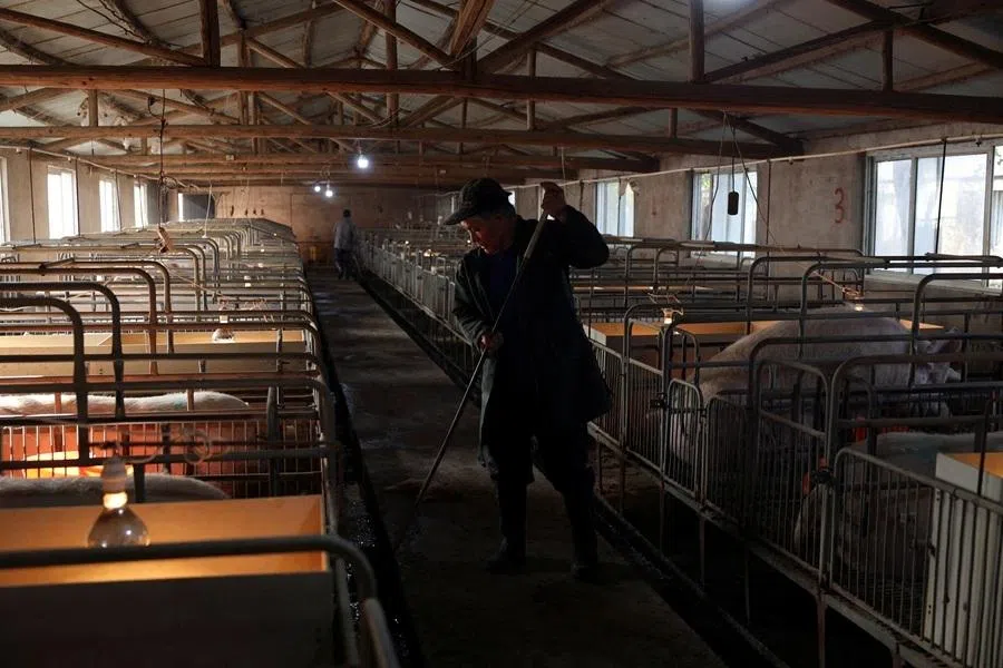 A worker cleans a gutter in a pen at a pig farm in Taizhou, Jiangsu province, China, on 15 January 2026.