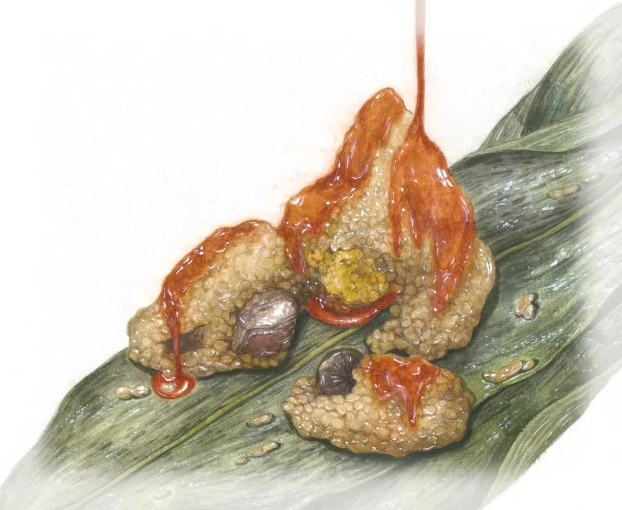 Rice dumplings are one of the best-known Chinese dishes. Each region has its own unique version, with the main ingredients being glutinous rice, salted egg yolk, and lean and fatty meat, along with peanuts, chestnuts, dried shrimp, and mushrooms, according to the usual methods in each region.