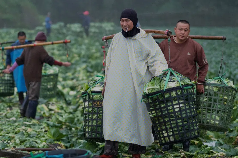 Workers carry harvested cabbage in Nanshan, in Yilan county's Datong township, Taiwan, on 23 May 2023. (Sam Yeh/AFP)