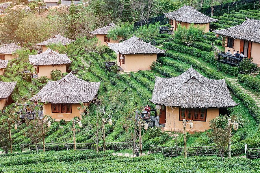 A tea garden in Ban Rak Thai village, a KMT Chinese village, in Mae Hong Son, Northern Thailand. (iStock)