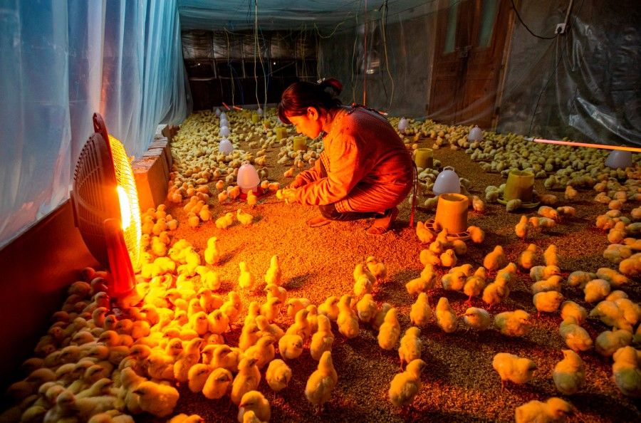 A villager at a chicken farm in Nantong, Jiangsu, November 2019. A news report described how an experiment with chicken rearing went wrong in a village in China. (Reuters)