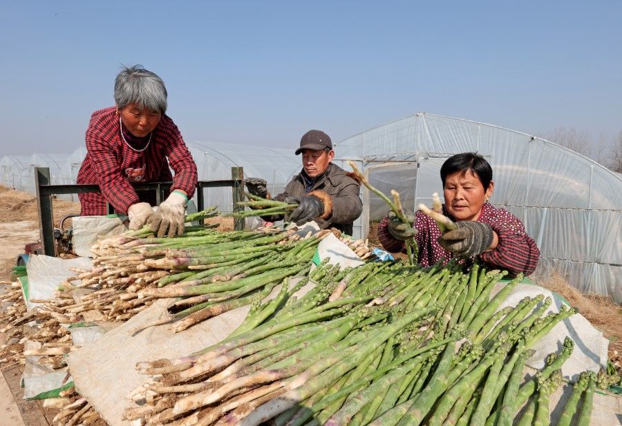 Villagers in Quanjiao county, Anhui province, load harvested asparagus onto a vehicle, 27 February 2022. (Xinhua)