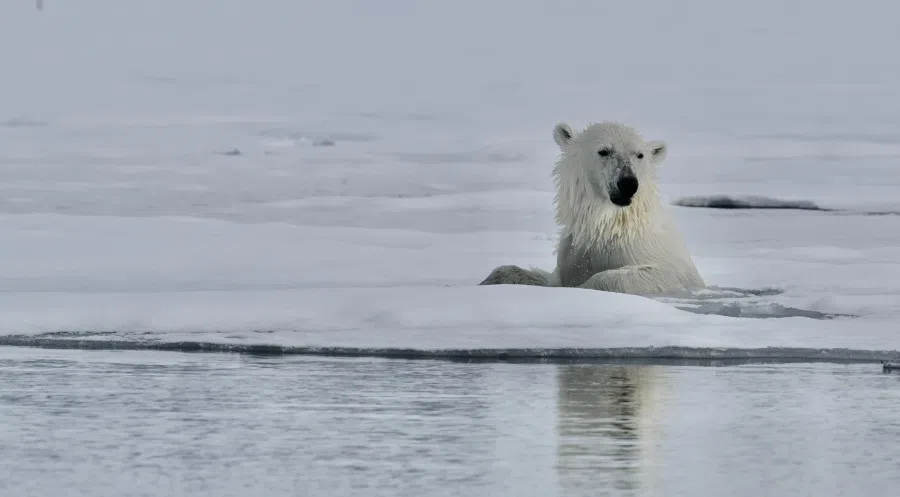 A polar bear in the Arctic, on 4 July 2023. (SPH Media)